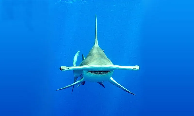 Los Tiburones mas peligrosos del Mundo, imágenes HD - Taringa! Los Tiburones mas peligrosos del Mundo, imágenes HD - Taringa!