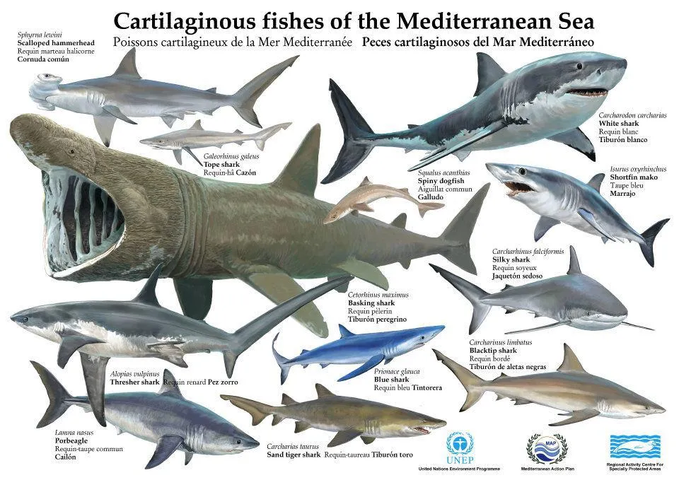 Tiburones.jpg