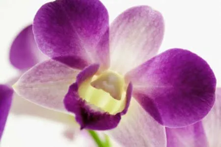 Orquideas caricatura - Imagui