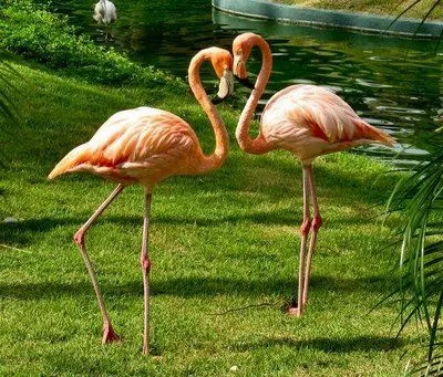 TIENDA DE ANIMALES: Flamenco......................... TIENDA DE ANIMALES: Flamenco.........................