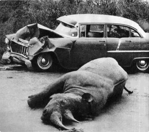 Tierattacken auf Autos | Billigstautos.com - Billige Autos - Infos ...