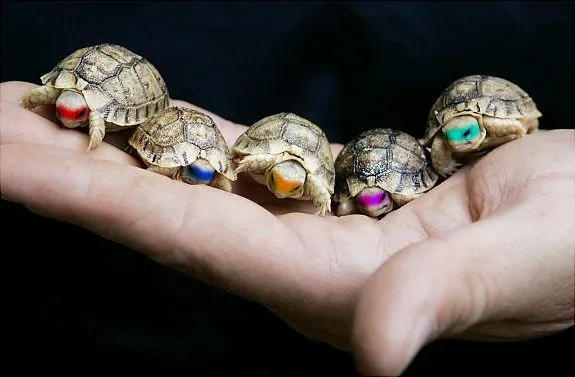 La tierna infancia de las tortugas ninja | Te has pasao...