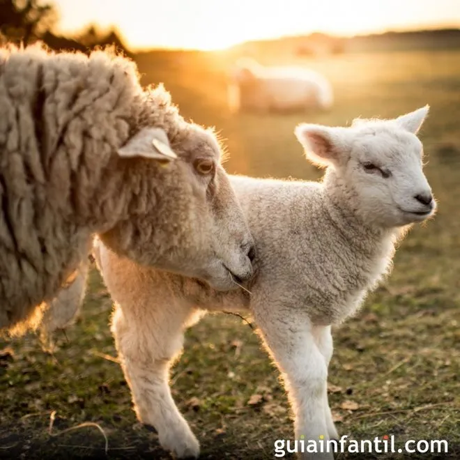 Animales tiernos con sus crias - Imagui