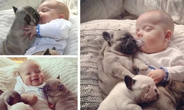 Tiernas fotos de bebé con bulldogs son el nuevo viral de Internet ... Tiernas fotos de bebé con bulldogs son el nuevo viral de Internet ...