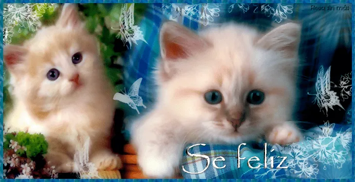 Tiernas de gatitos con mensaje - Imagui
