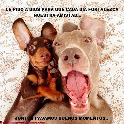 Tiernas imagenes de amor con mensajes, imagenes de gatitos ... Tiernas imagenes de amor con mensajes, imagenes de gatitos ...