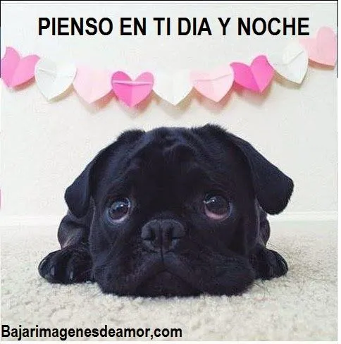 Tiernas imagenes de amor con mensajes, imagenes de gatitos ... Tiernas imagenes de amor con mensajes, imagenes de gatitos ...