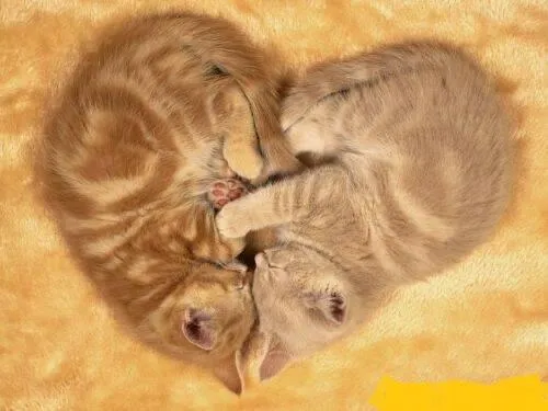 Ver tiernas imágenes de gatos para descargar : Frases de amor ...