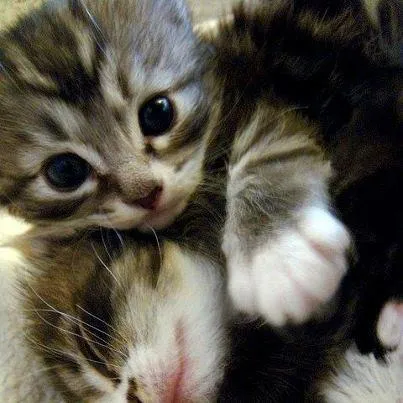 Ver tiernas imágenes de gatos para descargar : Frases de amor ...