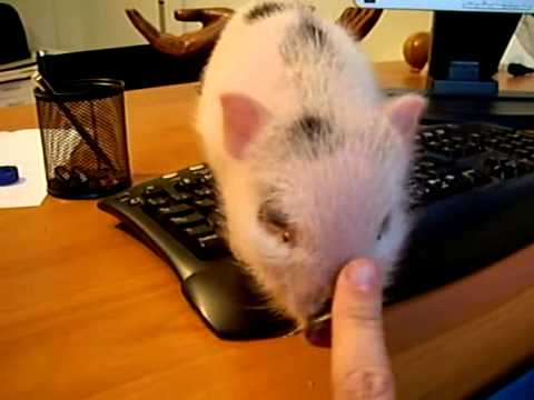 TIERNO CERDITO VIETNAMITA - YouTube