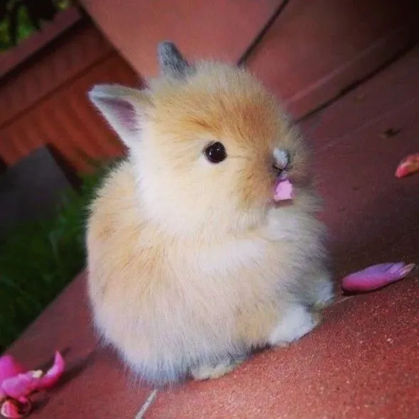 Tierno Conejito | Hola XD