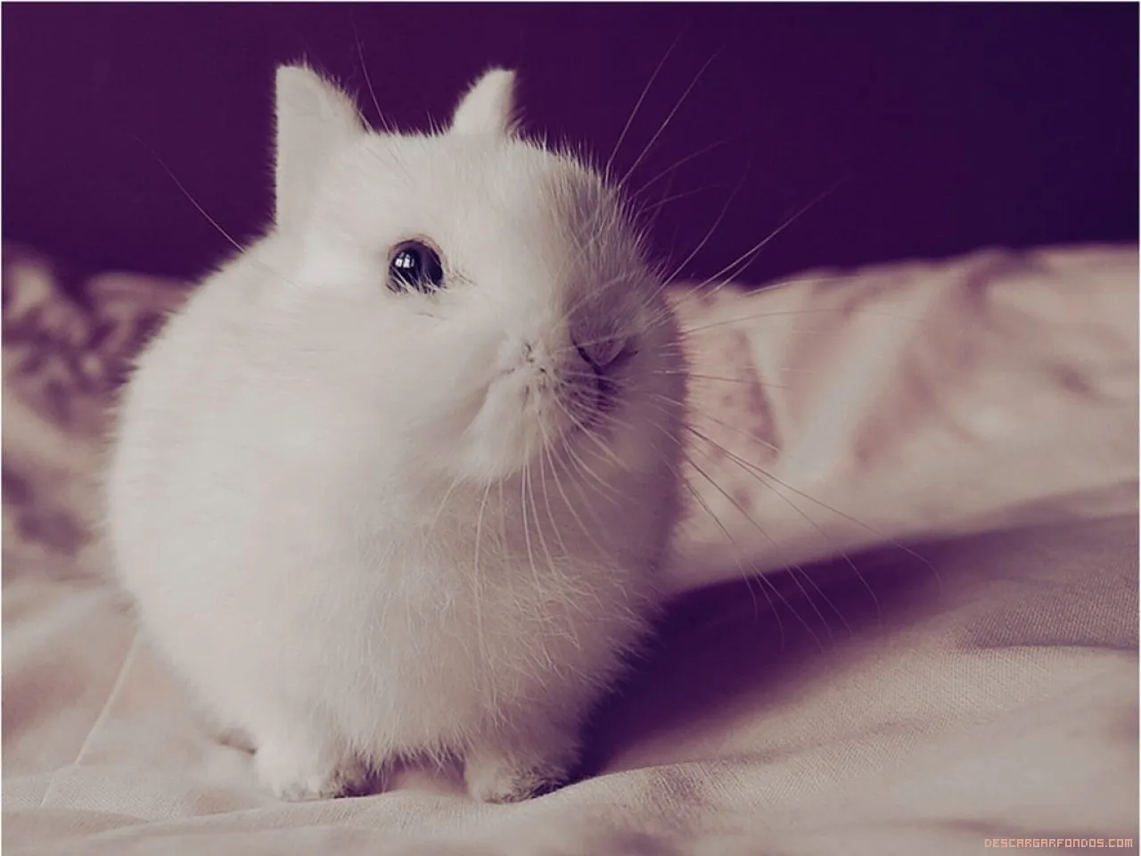 Tierno hamster