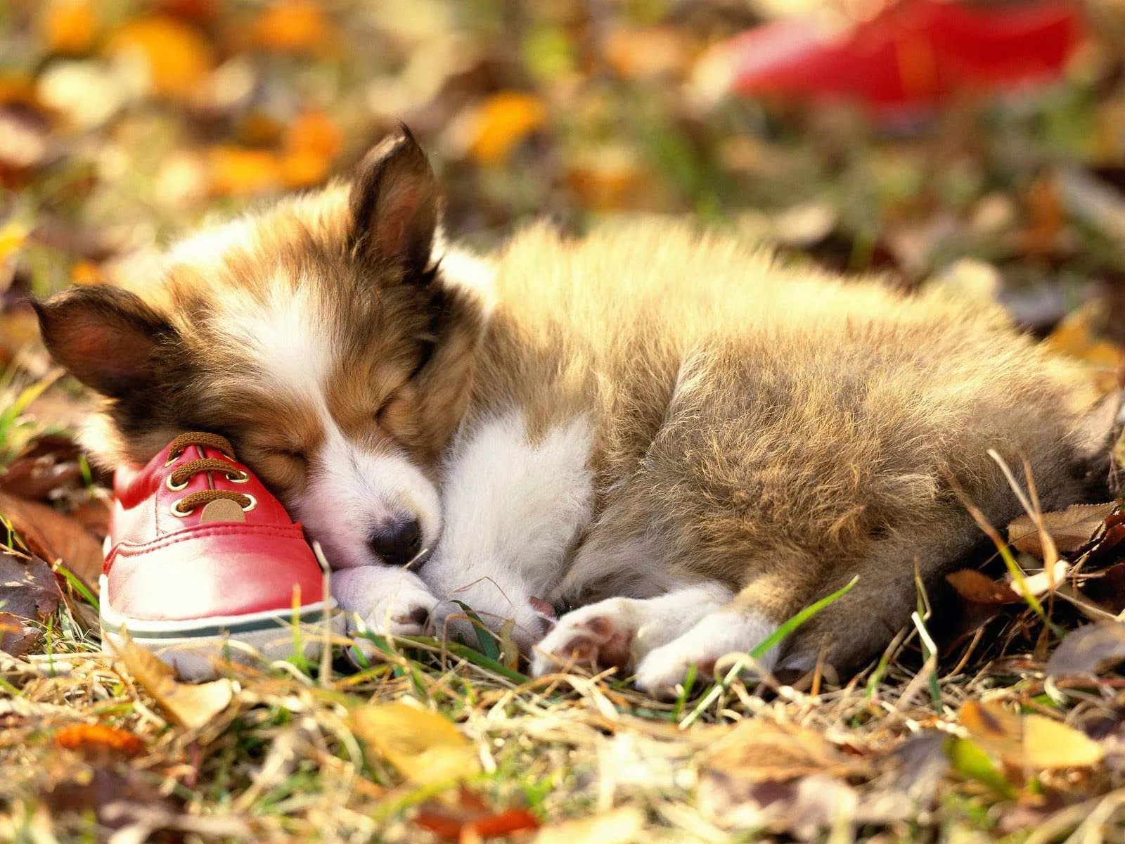 Tierno perrito durmiendo sobre un zapato