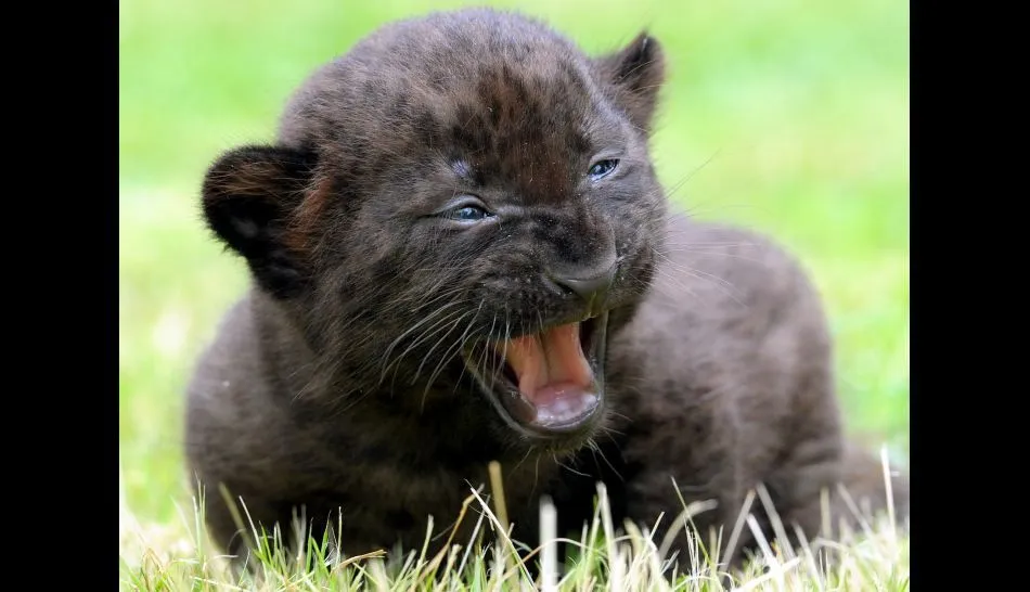 Tiernos animales bebes buscando sobrevivir a la extinción - Taringa! Tiernos animales bebes buscando sobrevivir a la extinción - Taringa!