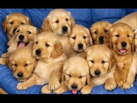 Tiernos Cachorros - YouTube