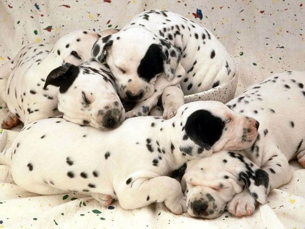tiernos trata de una familia de perros dálmatas muy tiernos y ... tiernos trata de una familia de perros dálmatas muy tiernos y ...
