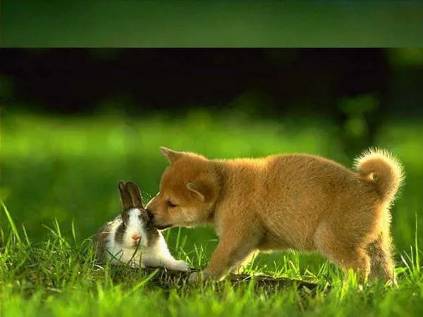 similares: PERRITOS TIERNOS 2 , JUEGOS DE PERROS , RAZAS DE ... similares: PERRITOS TIERNOS 2 , JUEGOS DE PERROS , RAZAS DE ...