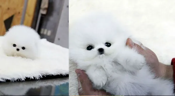 Muy tiernos! Mira a estos cachorros que parecen lindos osos de ... Muy tiernos! Mira a estos cachorros que parecen lindos osos de ...