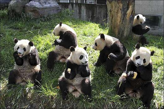 Fotos de osos pandas, ternura animal | SobreFotos Fotos de osos pandas, ternura animal | SobreFotos