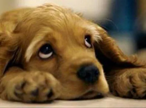 Tiernos perritos (@TiernosPerritos) | Twitter Tiernos perritos (@TiernosPerritos) | Twitter