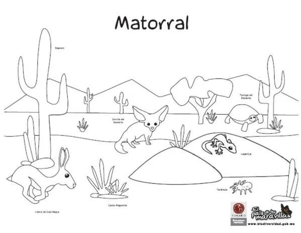 Por la Tierra Jalisc on Twitter: "@Conabio Dibujo de Matorral para ... Por la Tierra Jalisc on Twitter: "@Conabio Dibujo de Matorral para ...
