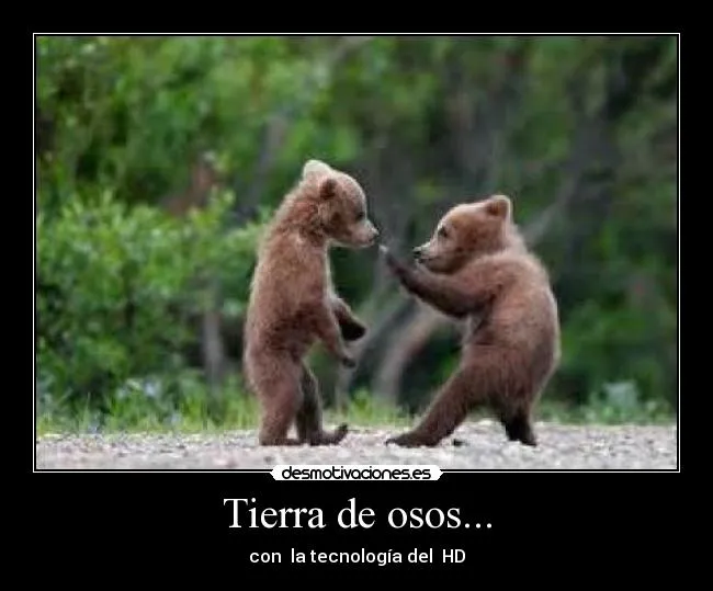 Tierra de osos... | Desmotivaciones