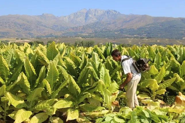 Del Tiétar al cigarrillo: los últimos tabaqueros - Diario de Burgos