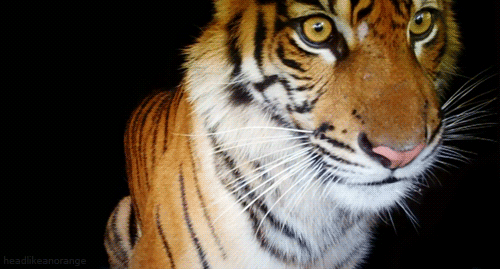 tiger gif on Tumblr