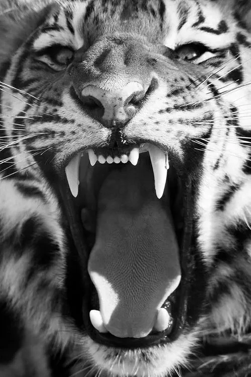 tiger mothers | Tumblr