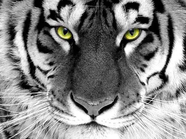 Tiger Wallpaper | 3D Wallpaper | Nature Wallpaper | Free Download ...
