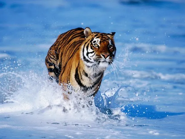 Tiger Wallpaper | 3D Wallpaper | Nature Wallpaper | Free Download ...