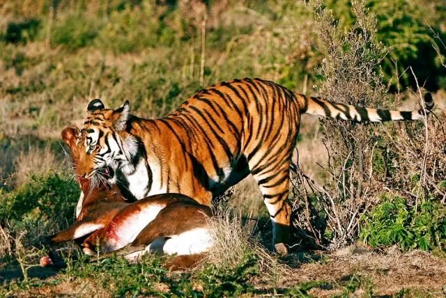 Tiger - Wikipedia, the free encyclopedia