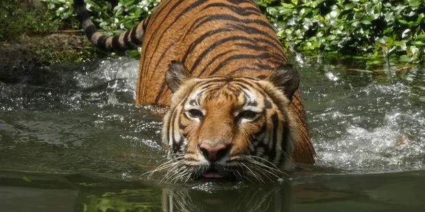 tiger-wwf_660.jpg