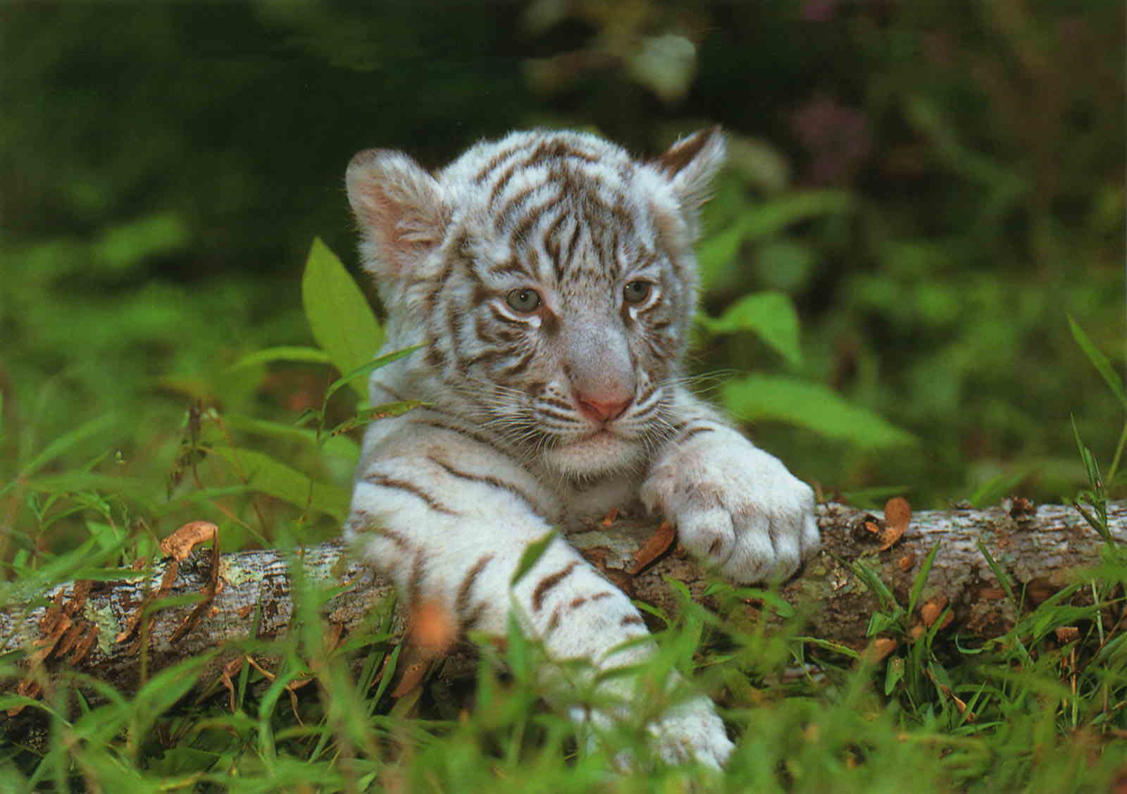tigre s