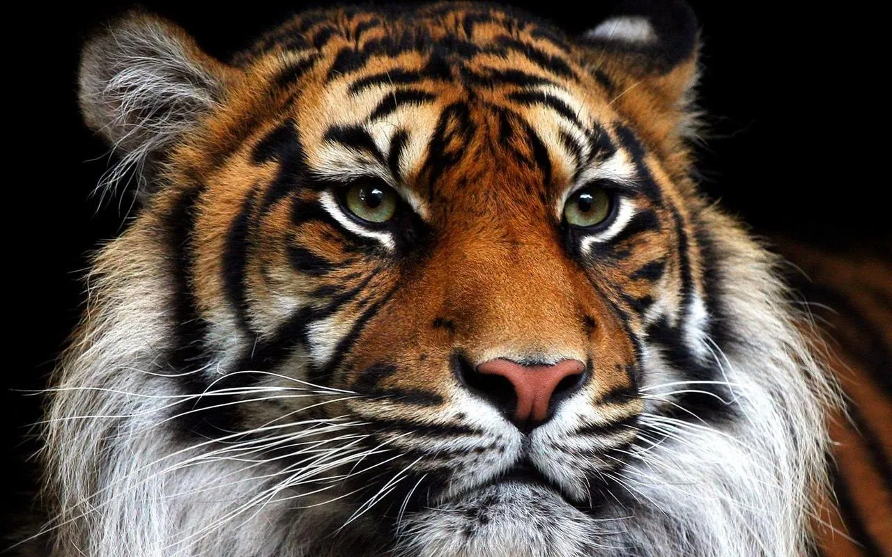 Tigre De Bengala, Fondos De Pantalla Tigre De Bengala, Imagenes Tigre ... Tigre De Bengala, Fondos De Pantalla Tigre De Bengala, Imagenes Tigre ...