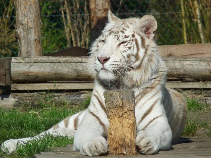 Tigre albinos - 2 by MelcieLerua on DeviantArt Tigre albinos - 2 by MelcieLerua on DeviantArt