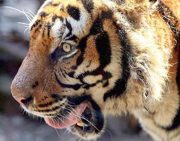 Tigre Del Bengala 1440x900 Scrivania Sfondi Per Desktop Picture ...