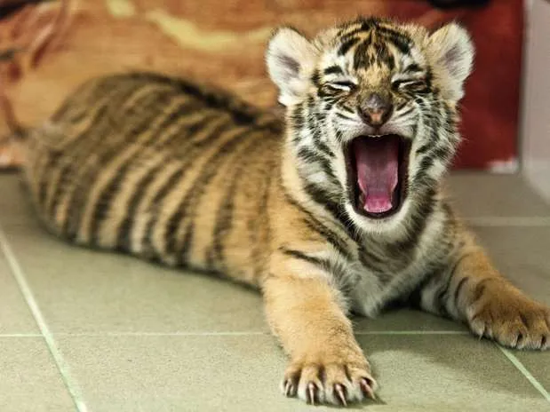 Tigre de bengala bebe patita ojitos | trigre | Pinterest | El ... Tigre de bengala bebe patita ojitos | trigre | Pinterest | El ...