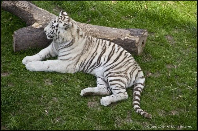 Tigre de Bengala blanco (Panthera tigris tigris) @ Temaiken ... Tigre de Bengala blanco (Panthera tigris tigris) @ Temaiken ...
