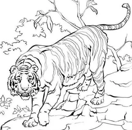 Tigre de bengala para colorear e imprimir - Imagui
