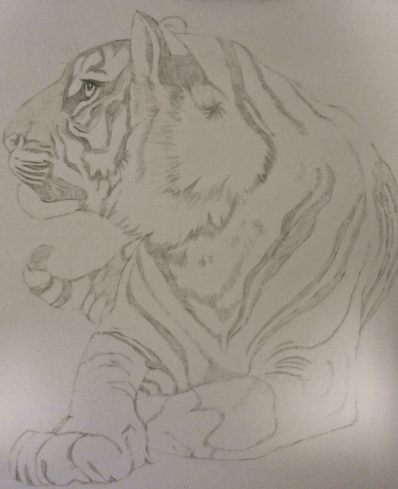 Tigre de Bengala | Los Dibujos de Roseta