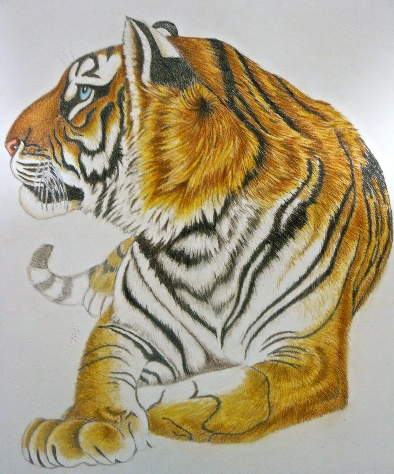 Tigre de Bengala- A falta del fondo | Los Dibujos de Roseta