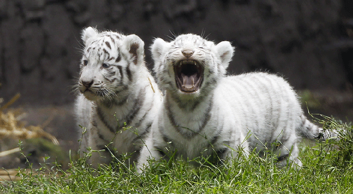 Tigre de Bengala – Galería de imágenes | Una página a la vez…