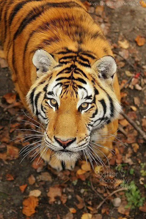 tigre de Bengala | HISTORIA, CIENCIA, AZTECAS, MITO, CALENDARIO ...