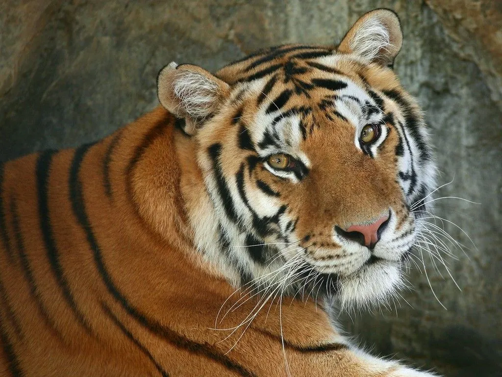 tigre de bengala se - Linux Images - 1024x768 - 245KB - 1024x768 ... tigre de bengala se - Linux Images - 1024x768 - 245KB - 1024x768 ...