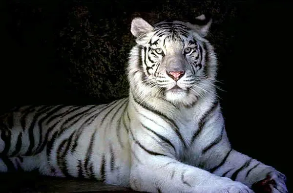 Le tigre blanc du Bengale : photo du tigre blanc et caractéristique Le tigre blanc du Bengale : photo du tigre blanc et caractéristique