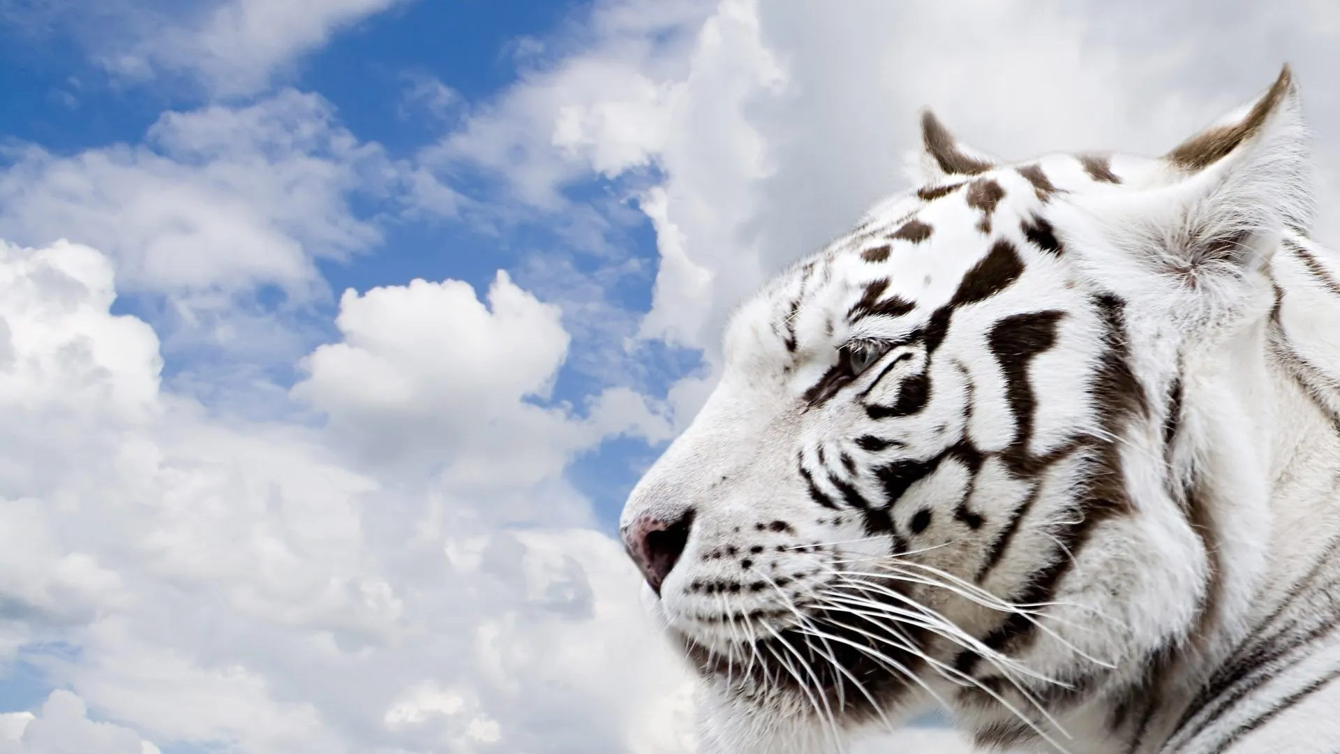 Fondos de pantalla animales salvajes - Imagui Fondos de pantalla animales salvajes - Imagui