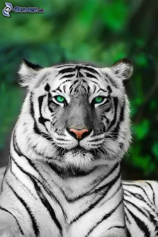 Tigre blanco