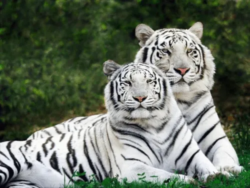 zuper-zoo: abril 2011