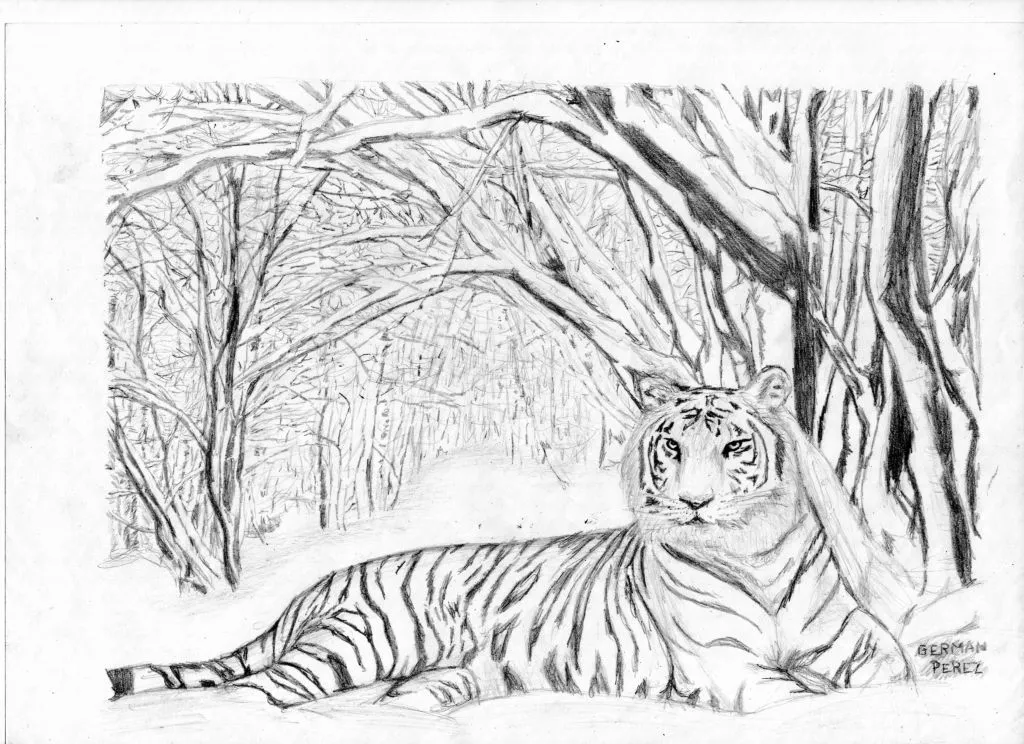 tigre blanco German Perez- Artelista.com